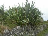 New Zealand Flax